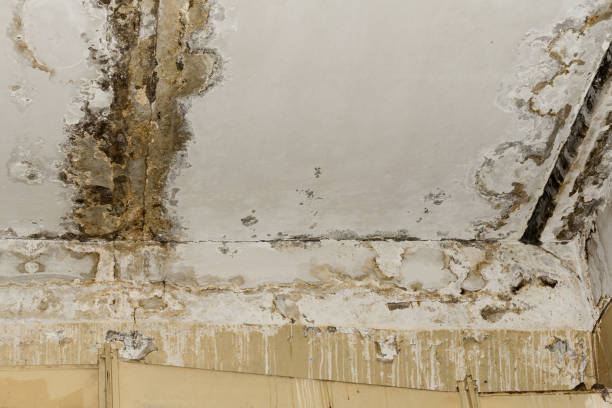 Mold Documentation for Insurance Claims in Soulsbyville, CA