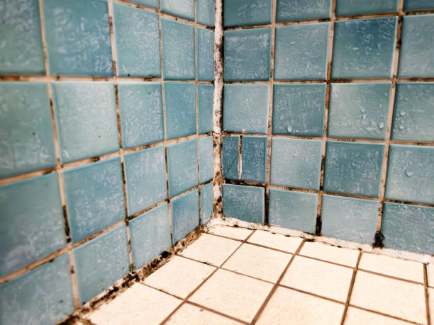 Trusted Soulsbyville, CA Mold Removal Experts